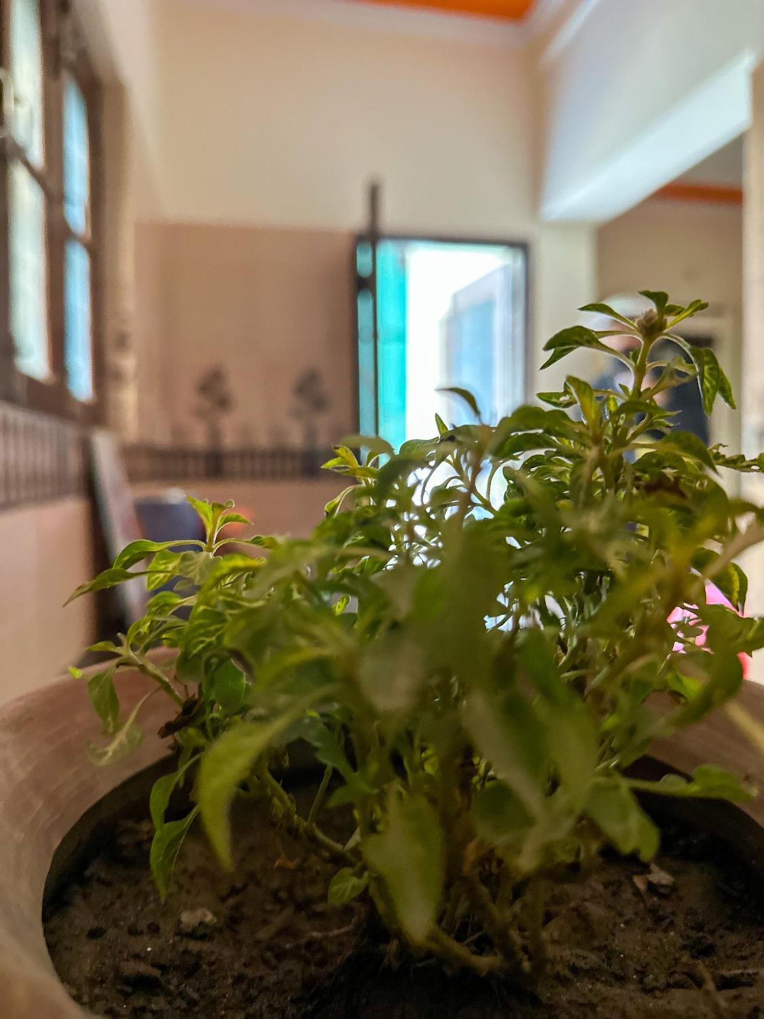 Leela Hatha Rishīkesh Dış mekan fotoğraf